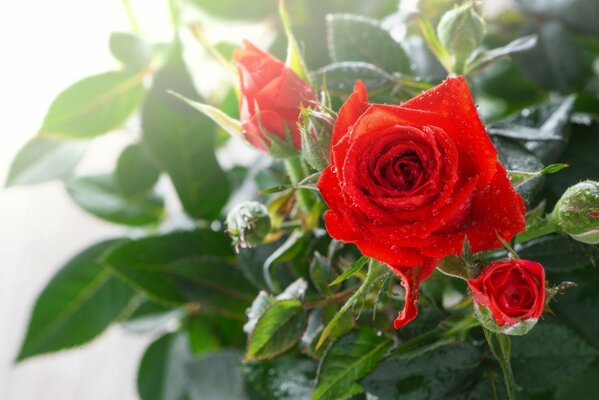 Rose bush in dew under macro shooting
