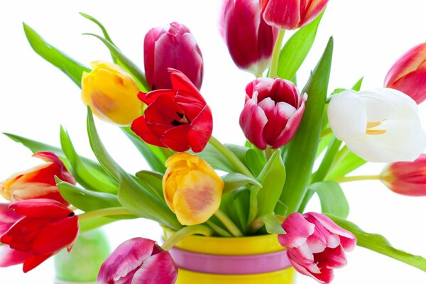 Tulipani colorati luminosi in un vaso
