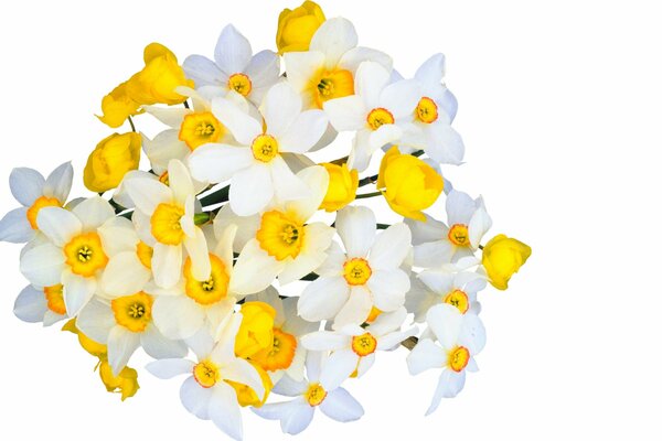 Bouquet di fiori di Narciso bianco