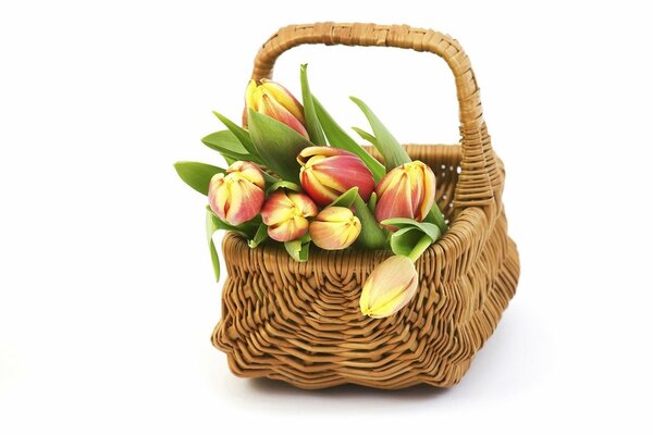 Nel cestino ci sono boccioli di tulipani