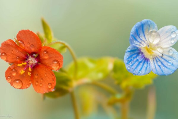 Makro-Tautropfen sind auf Blumen sichtbar