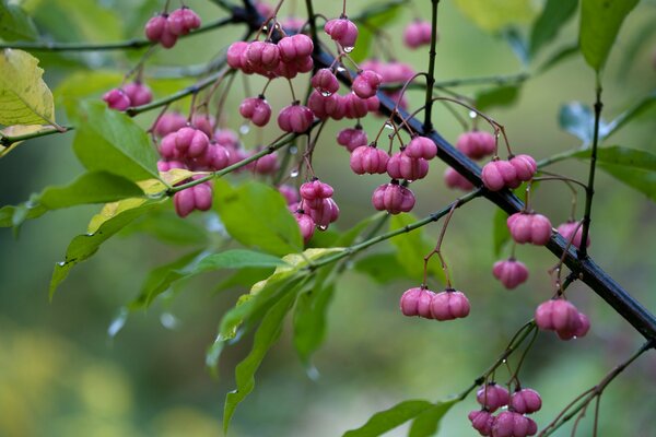 Wet berries on which drops are flowing