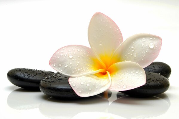 Lily flower with drops on a stone