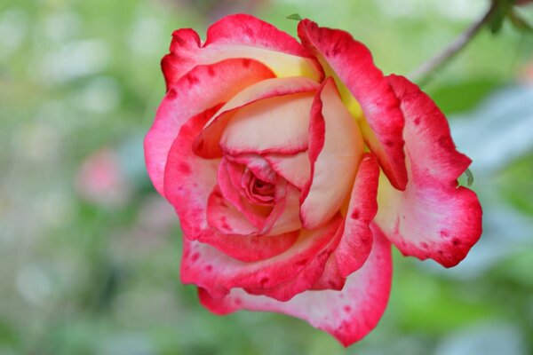 Fragrant red rose bud
