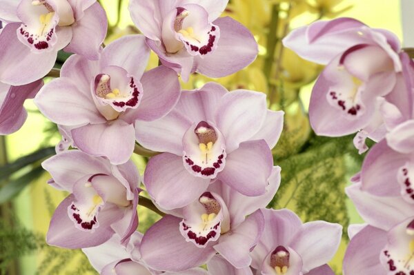 Orchid petals have an unusual color
