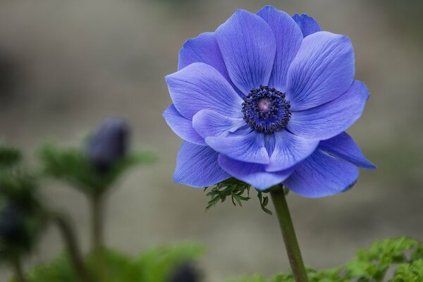 Helle blaue Blume auf verschwommenem Hintergrund