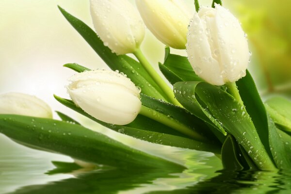 Tropfen auf Blumen weiße Tulpen
