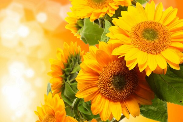 Blumenstrauß von Sonnenblumen auf gelbem Hintergrund