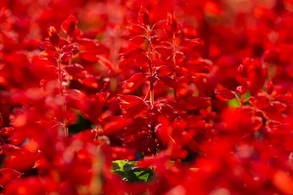 Red salvia flowers in summer