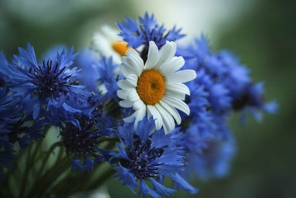 Fleurs sauvages de camomille et bleuet en bouquet