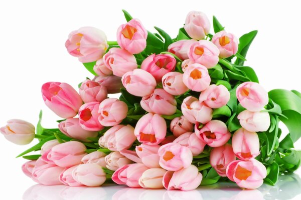 Mazzo di tulipani rosa su sfondo bianco