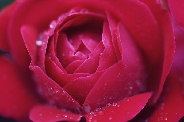 Gocce d acqua sui petali di rosa