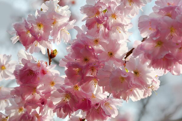 Schöne zarte Kirschblüte