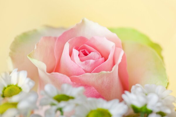 Gänseblümchen auf dem Hintergrund einer großen Rose