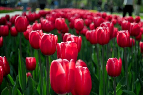 Tulipes printanières rouges sur un parterre de fleurs