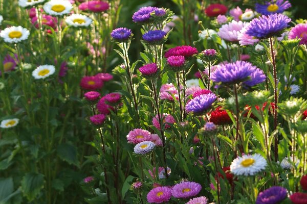 Weiße, rosa und violette Blüten auf grünem Hintergrund