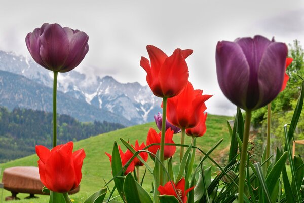 Campo di tulipani vicino al lago a delle Alpi 