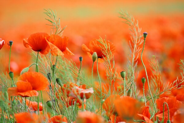Spring field of bright poppies