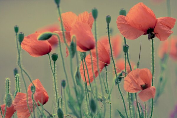 Red poppies on a uniform background