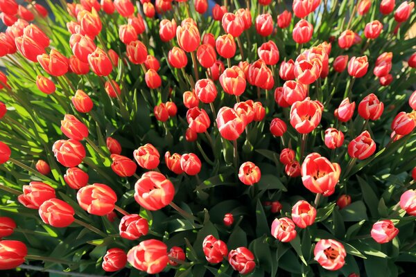 Beaucoup de boutons de tulipes roses