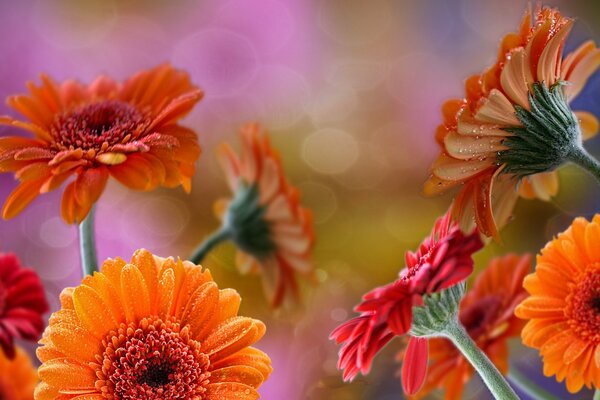 Estado de ánimo naranja. Gerberas rojas sobre fondo borroso