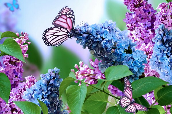 Mariposas y flores mágicas de color lila