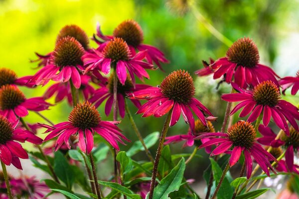 Aiuola con fiori di Echinacea bardica