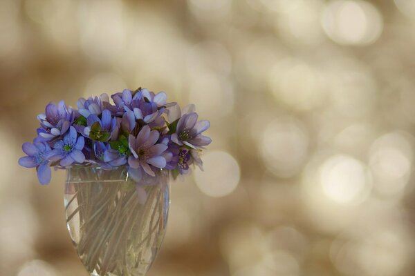 Violets as a symbol of simplicity and beauty