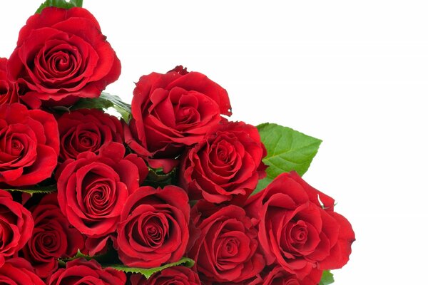 Bouquet of red roses on a white background