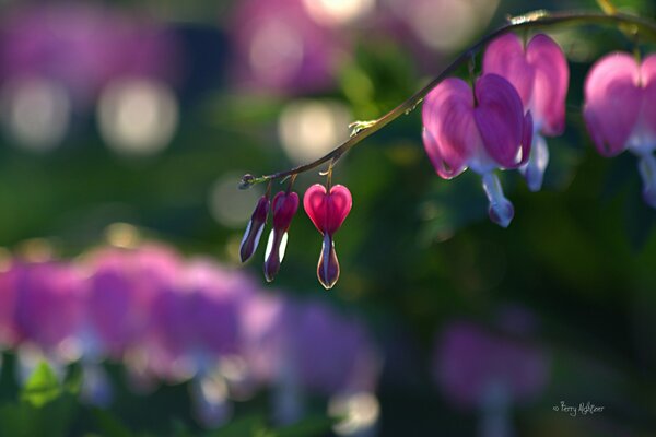 The pink buds of the dicenter on the branch resemble a broken heart