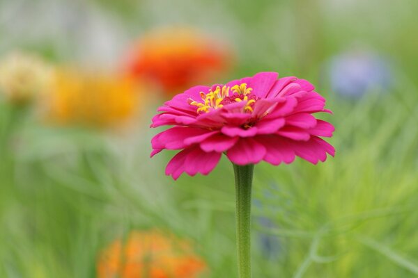 Magnifique fleur rose sur fond flou