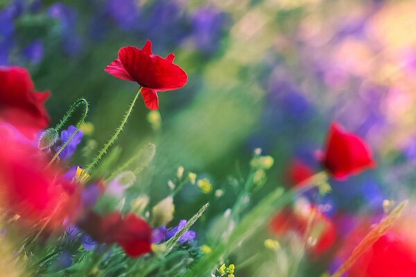 Campo di papaveri. Fascino dei fiori selvatici