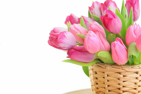 Pink Tulips in a basket on a white background