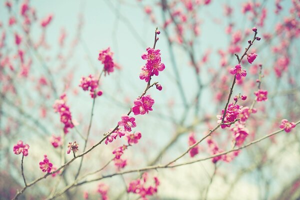 C est le printemps. Les bourgeons fleurissent sur les arbres