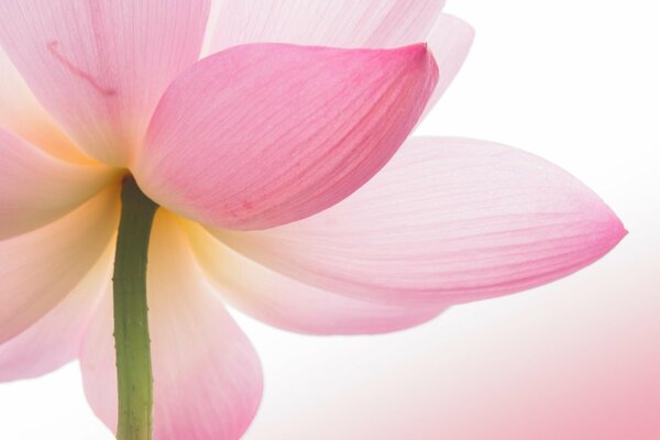 Delicate pink petals. Macro shooting