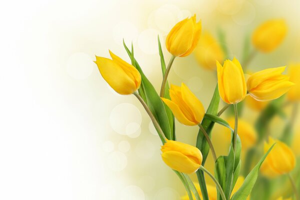 Gelbe Tulpen auf weißem Hintergrund