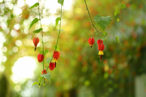 Red flowers on thin twigs