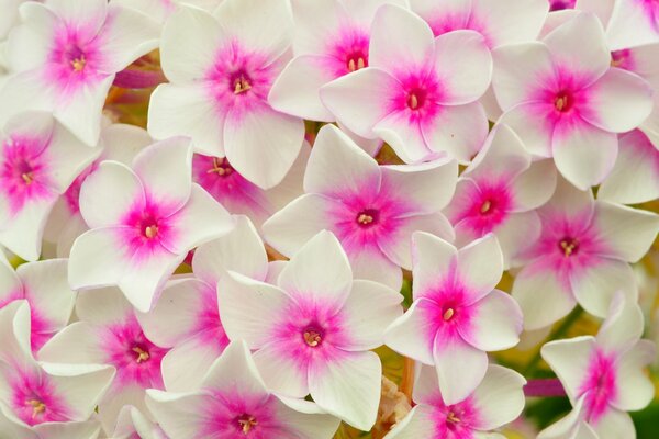 Blumenbeet weiße Blütenblätter