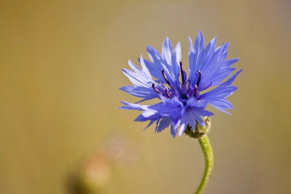 Fiore di campo blu nella fotografia macro