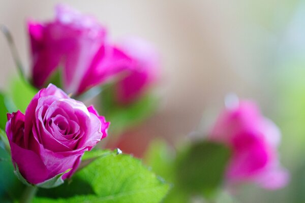 Bocciolo con petali di rosa su sfondo sfocato