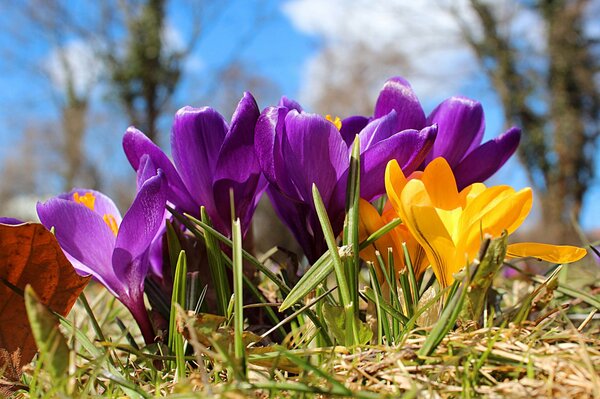 Fleurs de printemps Crocus fleuri