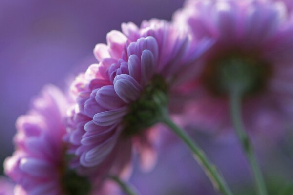 Pétales de chrysanthèmes violets dans le jardin