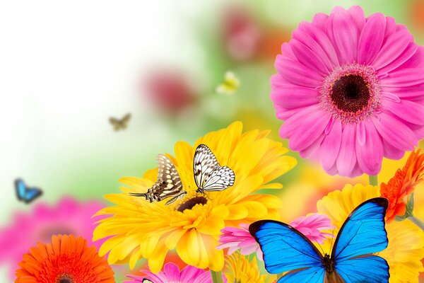 Colorful gerberas with butterflies flying around