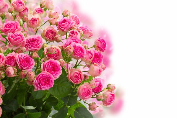 Delicato bouquet di rose da tè