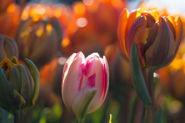 Nahaufnahme von Tulpen im Frühling bei hellem Licht