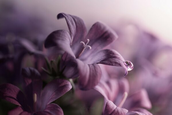 Goccia di rugiada su campane viola