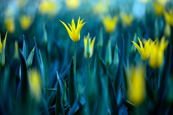 Leuchtend gelbe Blüten
