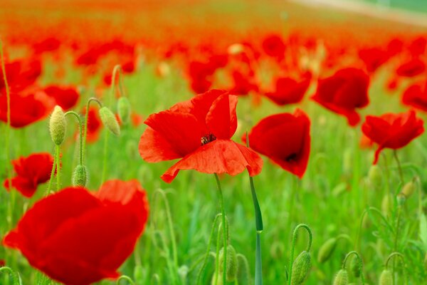 Amapolas salvajes en el campo
