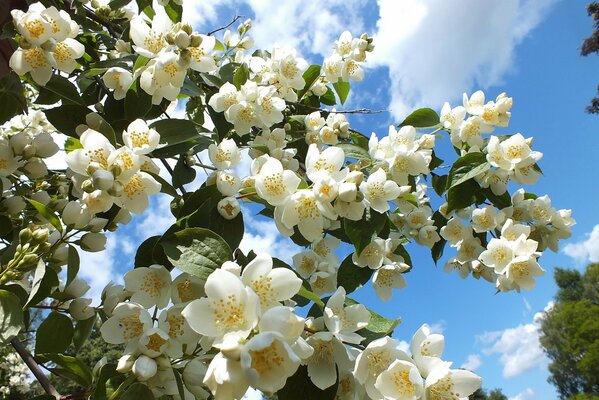 Arbre en fleurs sur fond de ciel