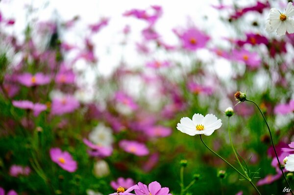 Wildflowers in summer in nature